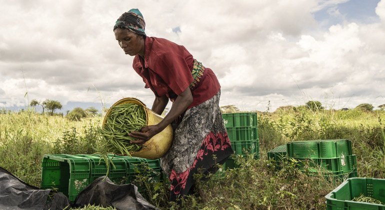 Afrique : le traité de libre-échange peut favoriser le commerce durable de la biodiversité africaine (CNUCED)
